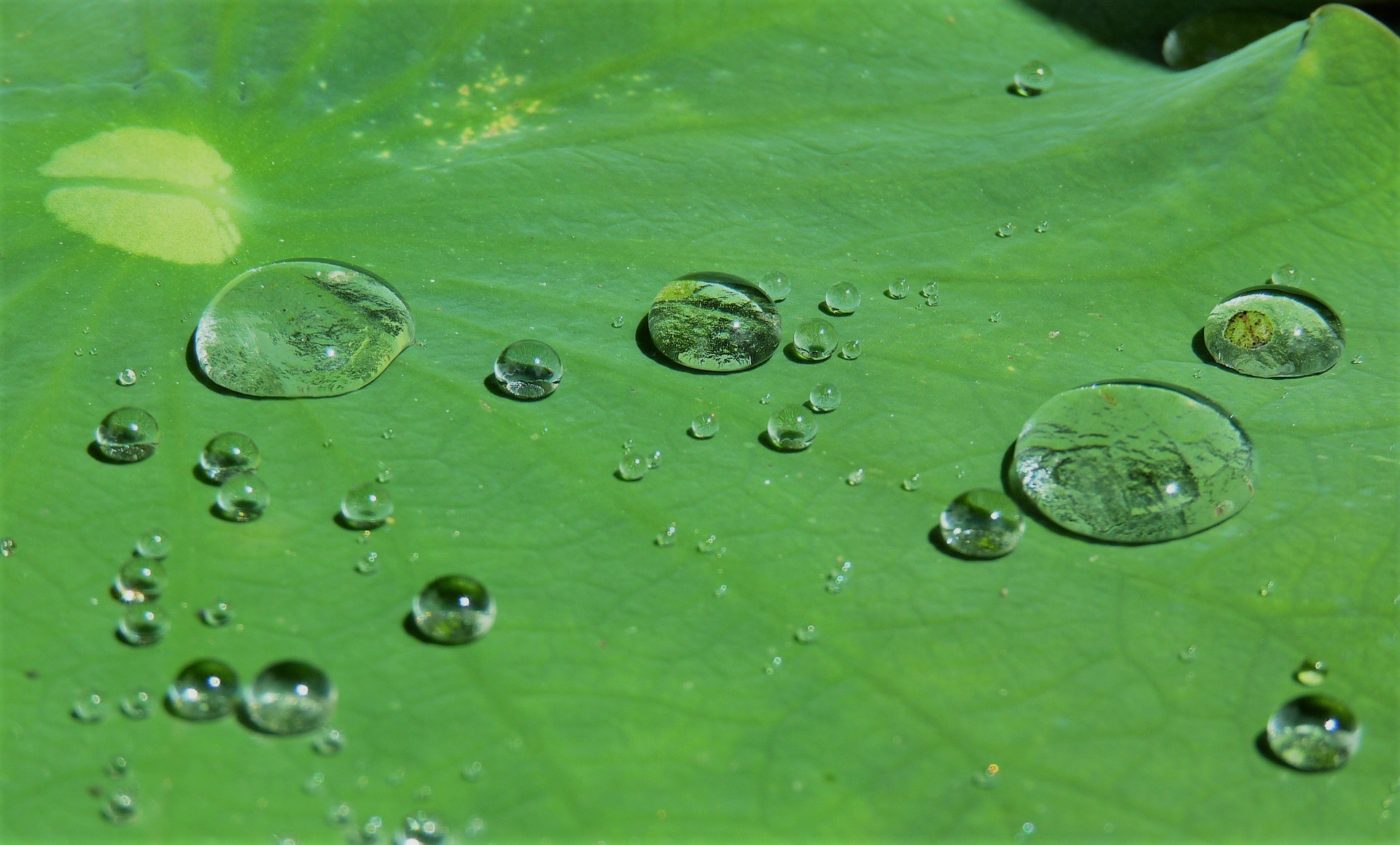 water beads on lotus
