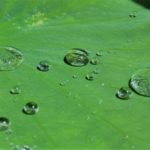 Superhydrophobic and Oleophobic:  NeverWet and the Lotus